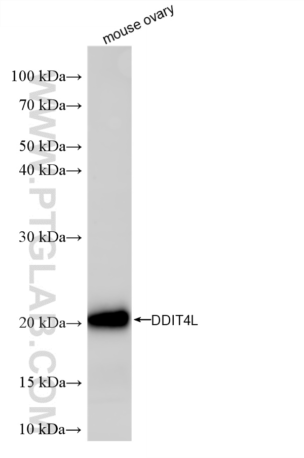 mouse ovary tissue were subjected to SDS PAGE followed by western blot with <a class='green' href='/productredirect?CatalogNo=87486-1-RR' target='_blank'>87486-1-RR</a> (DDIT4L antibody) at dilution of 1:2000 incubated at room temperature for 1.5 hours. This data was developed using the same antibody clone with 87486-1-PBS in a different storage buffer formulation. WB analysis of mouse ovary using 87486-1-RR (same clone as 87486-1-PBS)