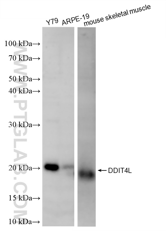 Various lysates were subjected to SDS PAGE followed by western blot with <a class='green' href='/productredirect?CatalogNo=87486-1-RR' target='_blank'>87486-1-RR</a> (DDIT4L antibody) at dilution of 1:2000 incubated at room temperature for 1.5 hours. This data was developed using the same antibody clone with 87486-1-PBS in a different storage buffer formulation. WB analysis using 87486-1-RR (same clone as 87486-1-PBS)