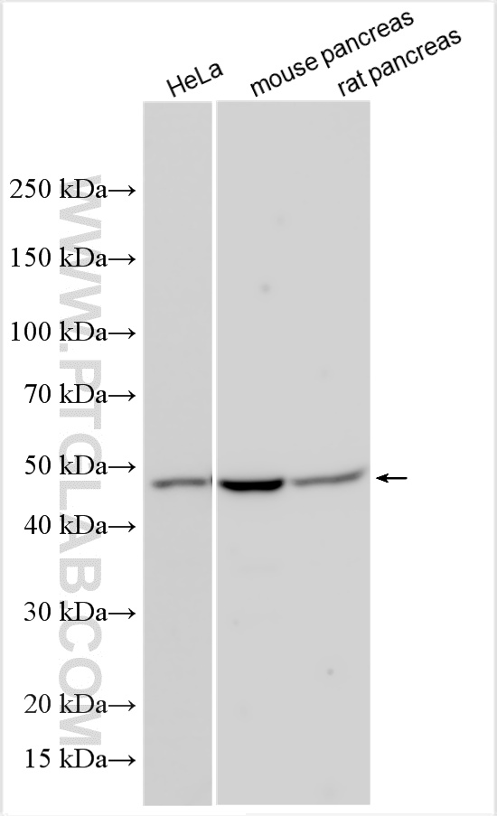 WB analysis using 14916-1-AP