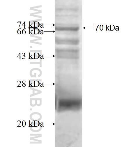 DDR1 fusion protein Ag0794 SDS-PAGE