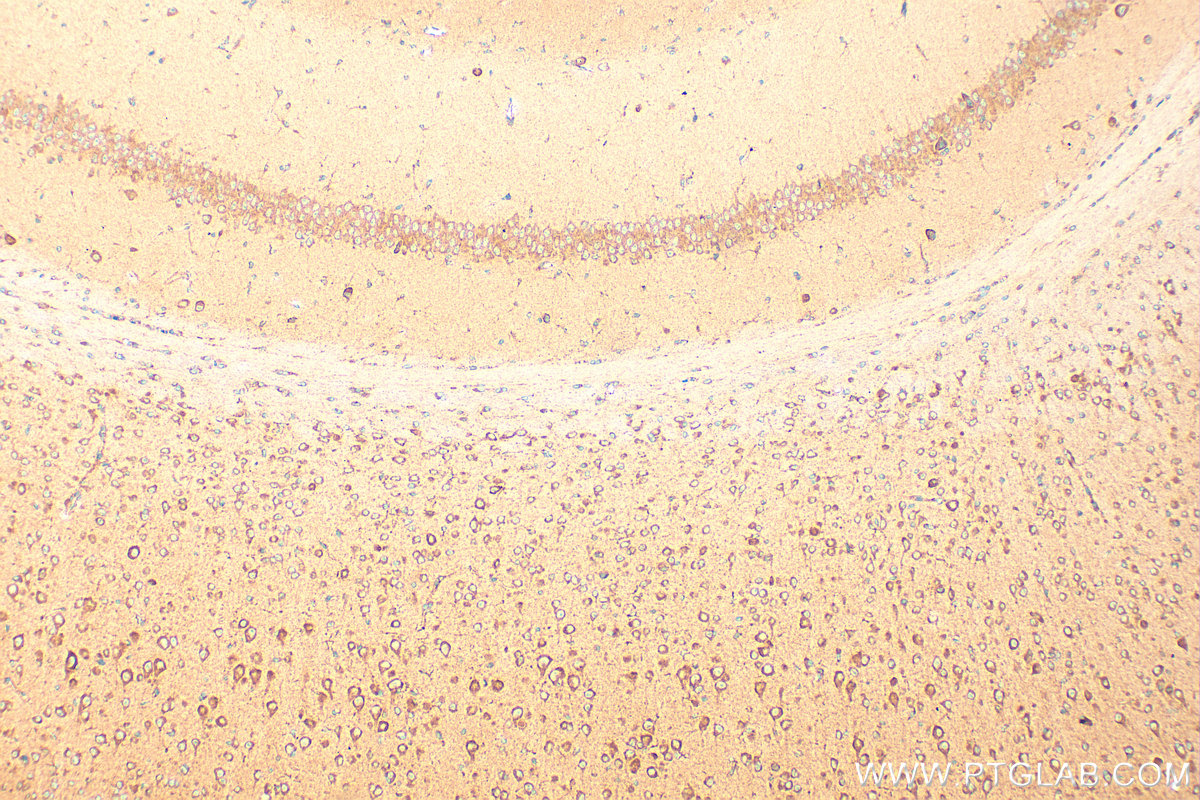 Immunohistochemical analysis of paraffin-embedded mouse brain tissue slide using 21445-1-AP (DDRGK1 antibody) at dilution of 1:1000 (under 10x lens). Heat mediated antigen retrieval with Tris-EDTA buffer (pH 9.0). IHC staining of mouse brain using 21445-1-AP