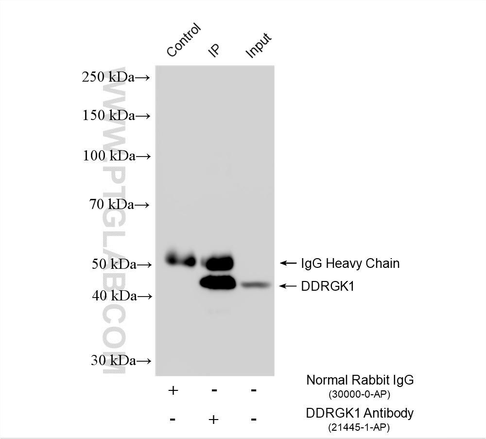 IP experiment of HepG2 using 21445-1-AP