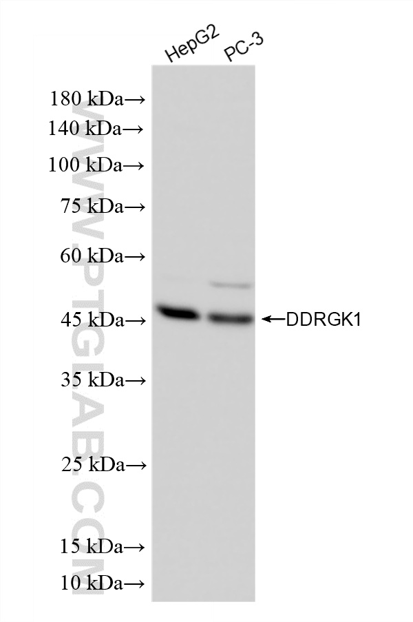 Various lysates were subjected to SDS PAGE followed by western blot with <a class='green' href='/productredirect?CatalogNo=86667-2-RR' target='_blank'>86667-2-RR</a> (DDRGK1 antibody) at dilution of 1:10000 incubated at room temperature for 1.5 hours. This data was developed using the same antibody clone with 86667-2-PBS in a different storage buffer formulation. WB analysis using 86667-2-RR (same clone as 86667-2-PBS)