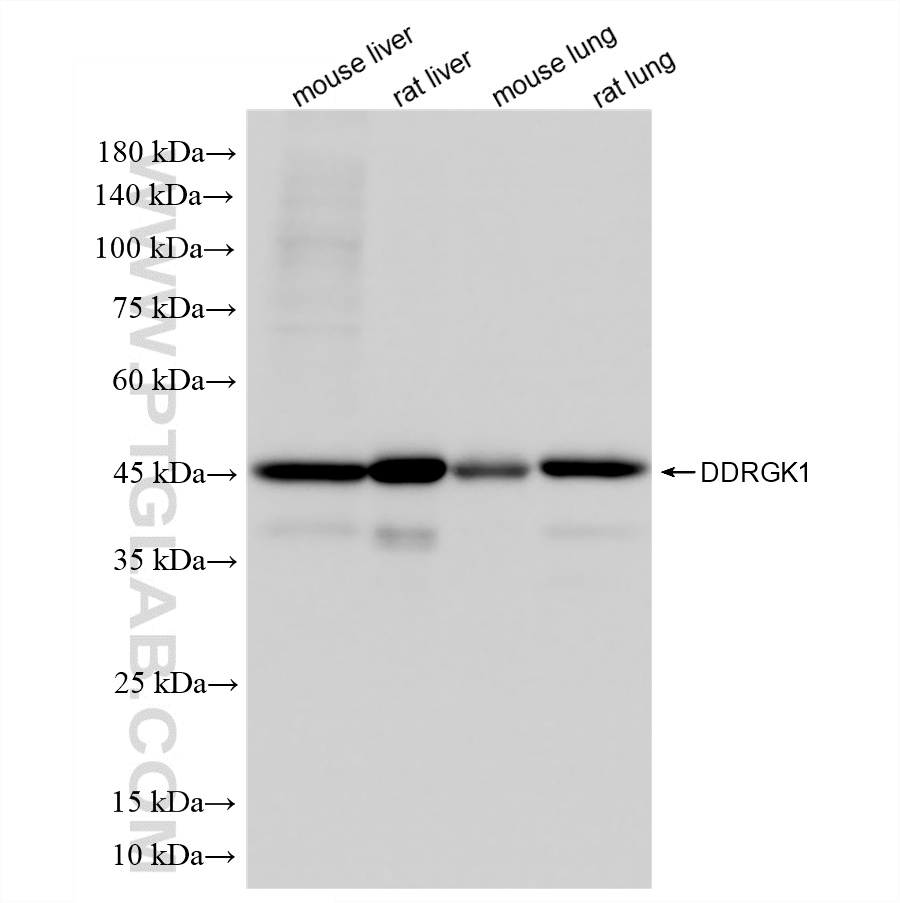 Various lysates were subjected to SDS PAGE followed by western blot with <a class='green' href='/productredirect?CatalogNo=86667-2-RR' target='_blank'>86667-2-RR</a> (DDRGK1 antibody) at dilution of 1:10000 incubated at room temperature for 1.5 hours. This data was developed using the same antibody clone with 86667-2-PBS in a different storage buffer formulation. WB analysis using 86667-2-RR (same clone as 86667-2-PBS)