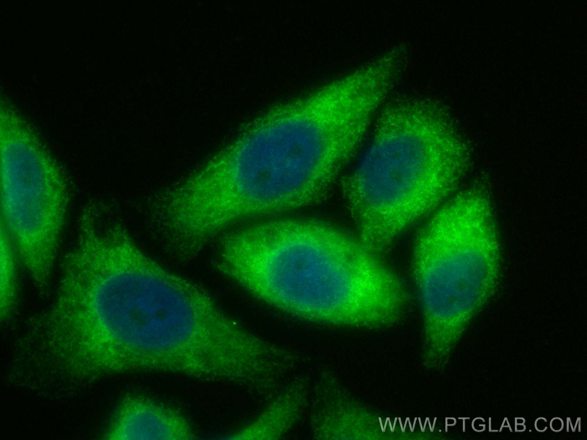 IF Staining of HepG2 using CL488-21445