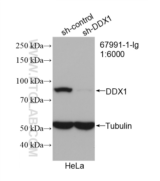 WB analysis of HeLa using 67991-1-Ig (same clone as 67991-1-PBS)