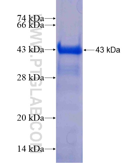 DDX10 fusion protein Ag20766 SDS-PAGE
