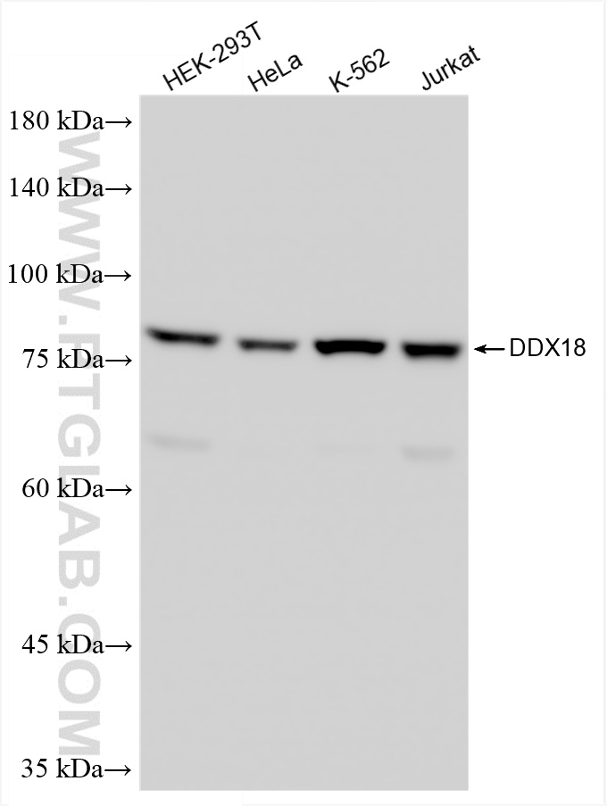WB analysis using 85789-2-RR (same clone as 85789-2-PBS)