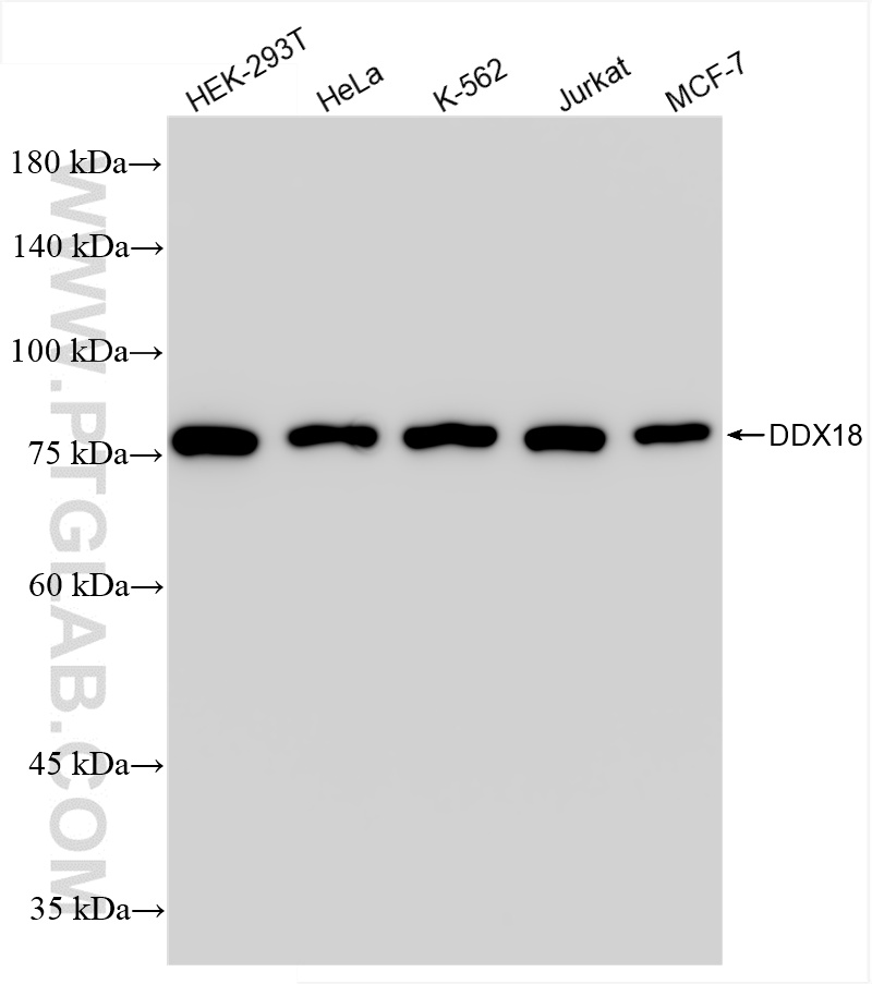 WB analysis using 85789-3-RR (same clone as 85789-3-PBS)