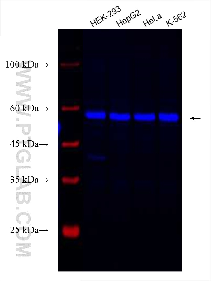 DDX19A