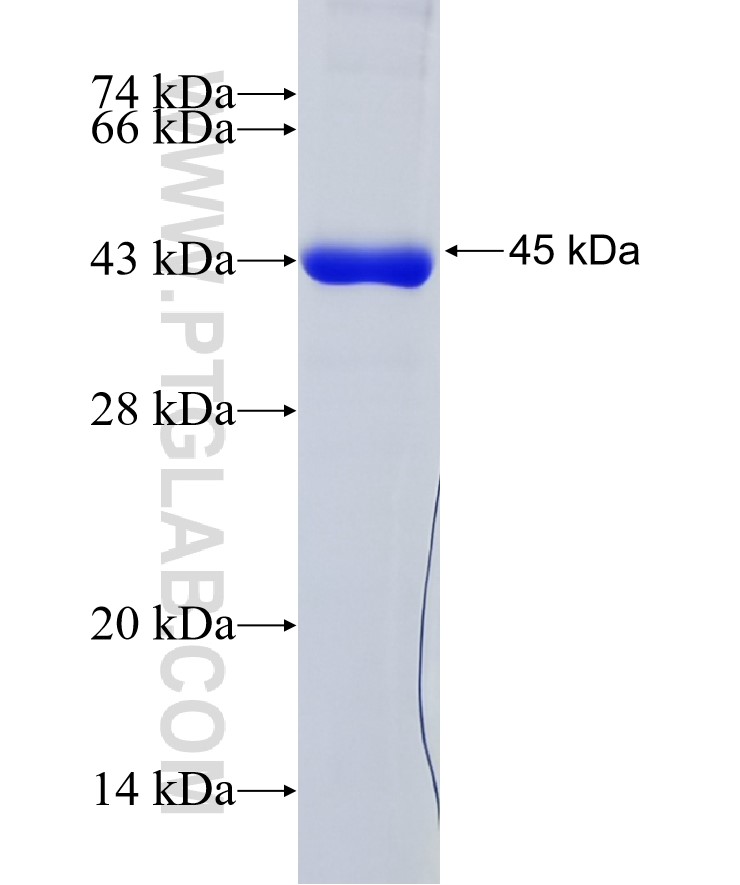 DDX19A fusion protein Ag7529 SDS-PAGE