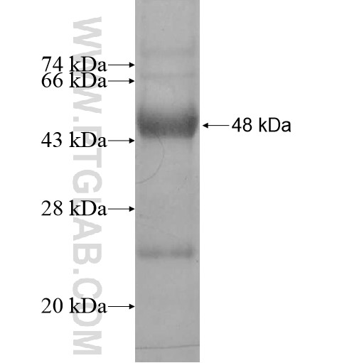 DDX19B fusion protein Ag13165 SDS-PAGE