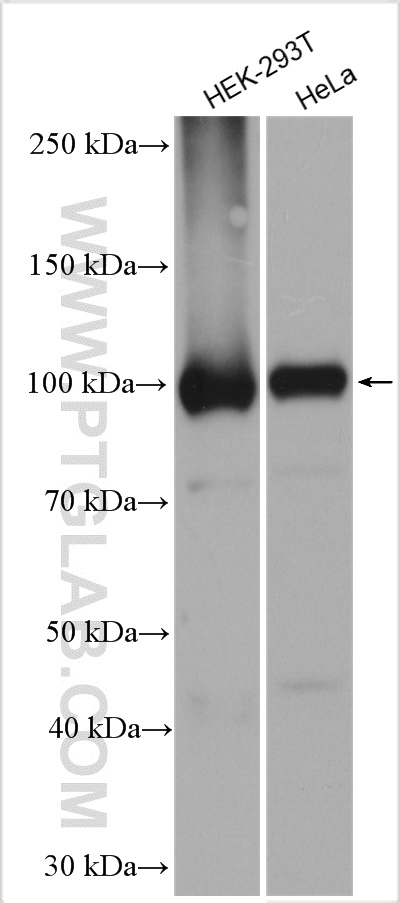 WB analysis using 11324-1-AP