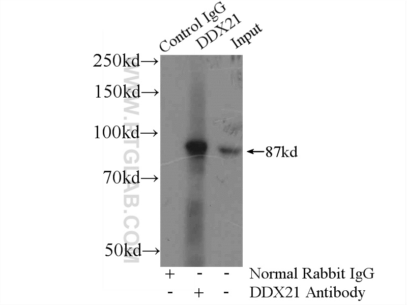 IP experiment of COLO 320 using 10528-1-AP