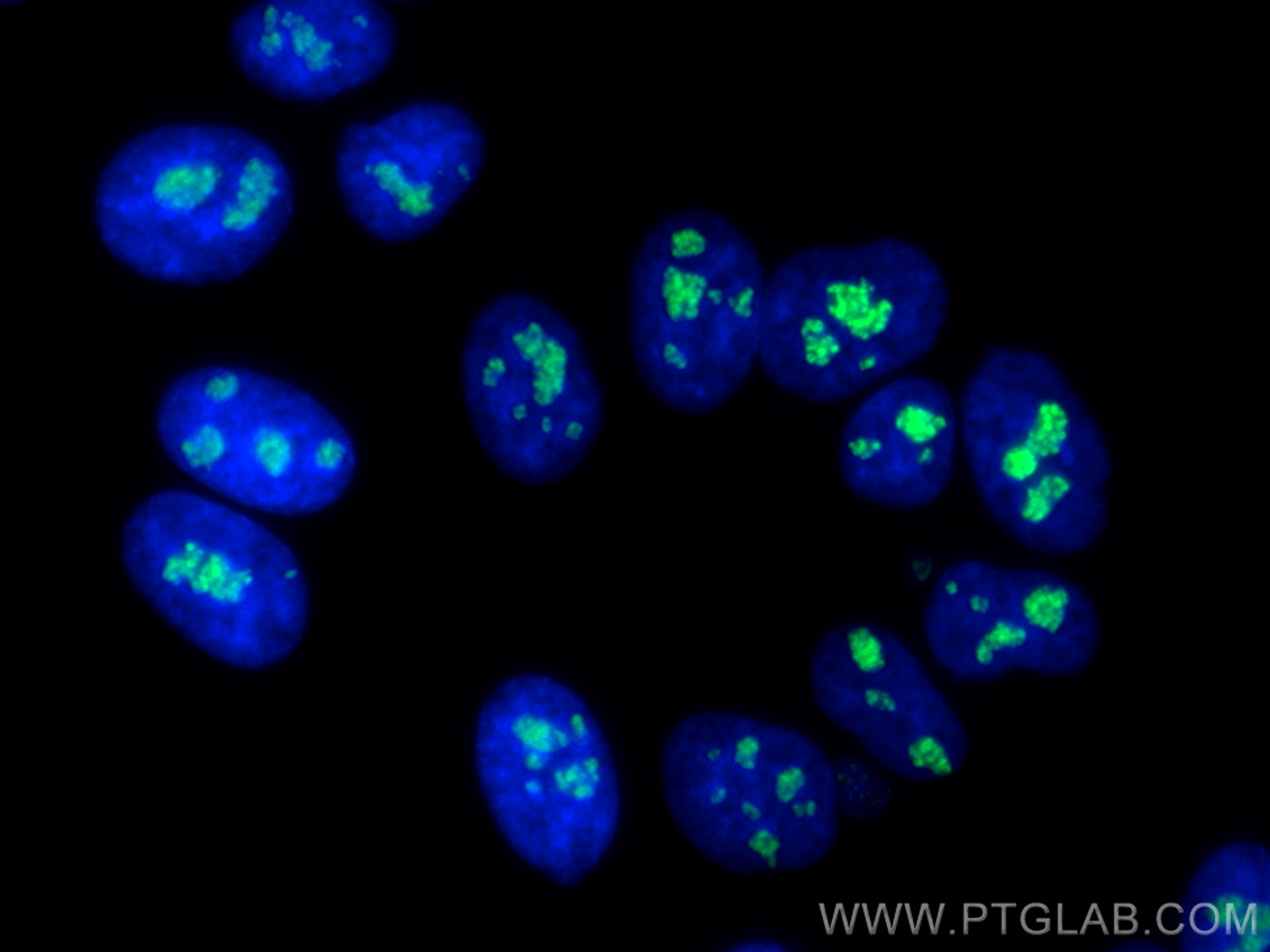 IF Staining of HepG2 using 80932-1-RR