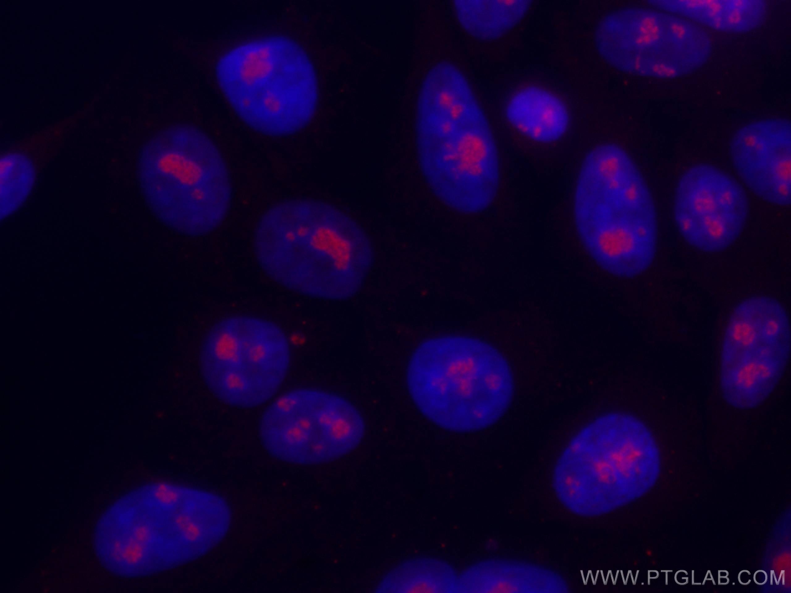 IF Staining of HepG2 using CL594-66925