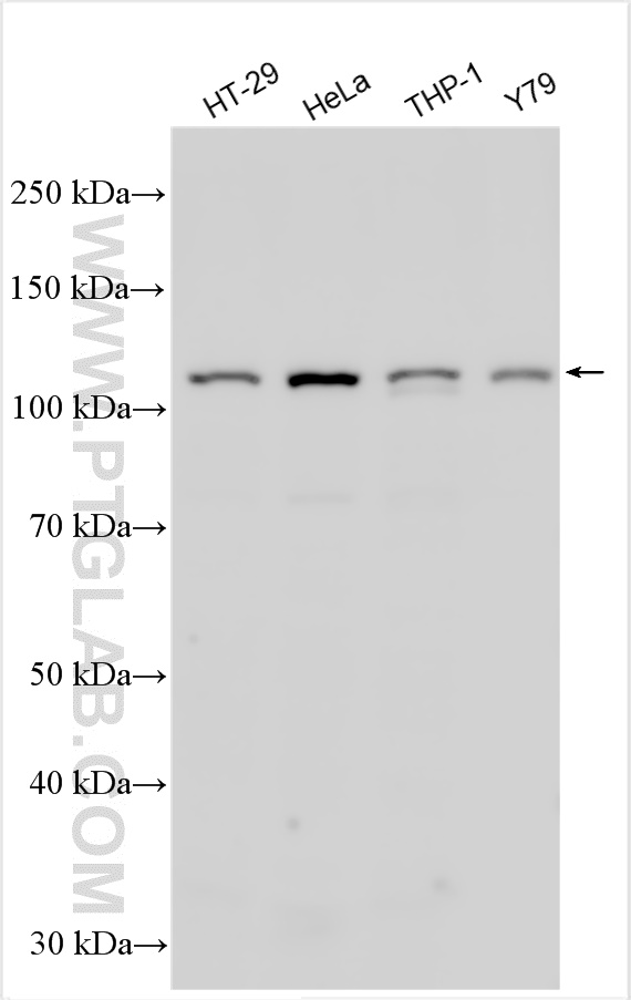 WB analysis using 15769-1-AP