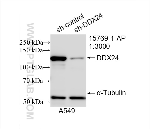 WB analysis of A549 using 15769-1-AP