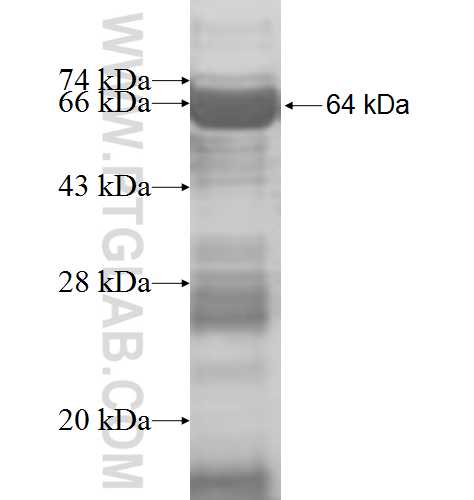 DDX24 fusion protein Ag8407 SDS-PAGE