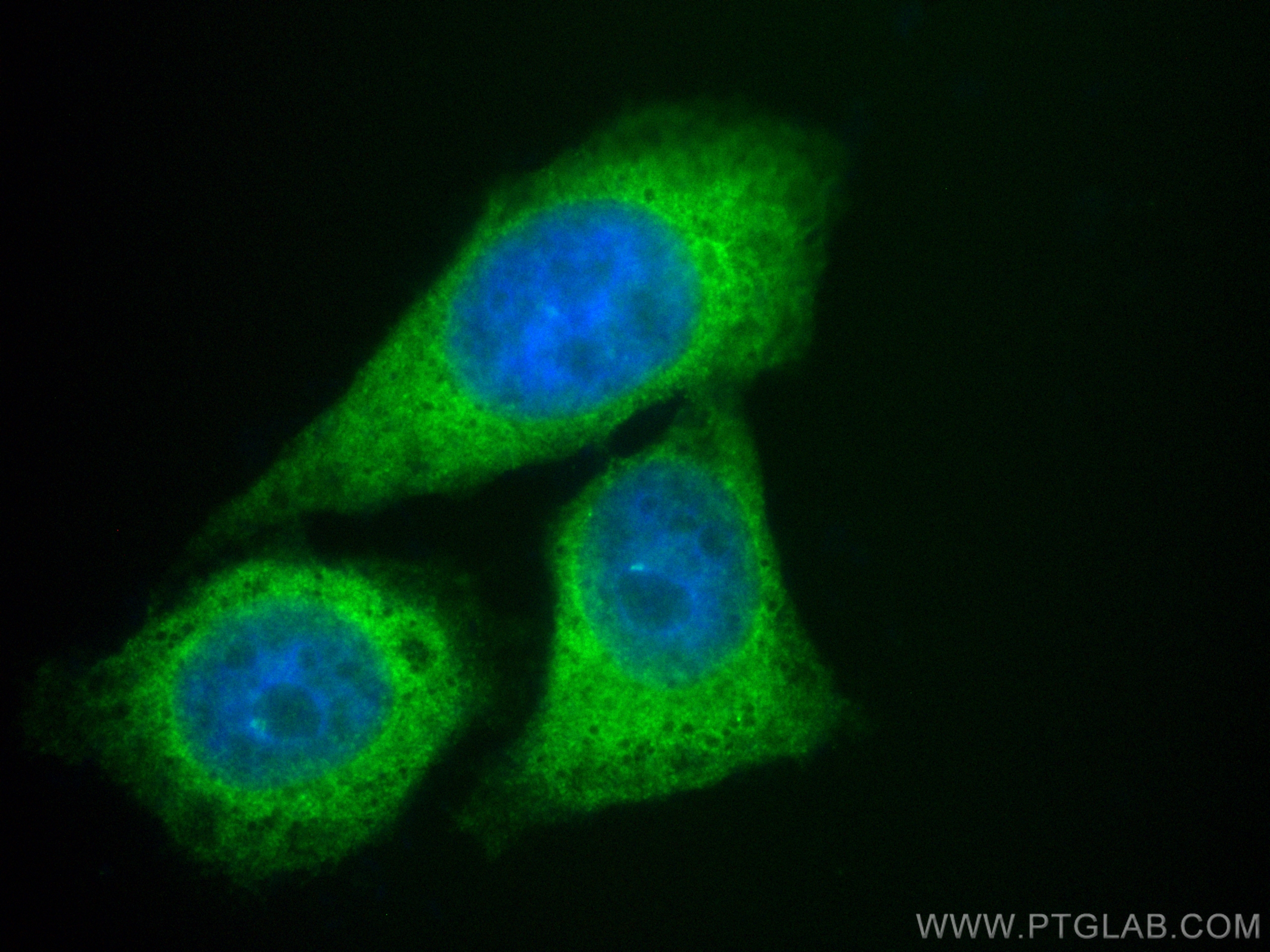 IF Staining of HepG2 using CL488-11115