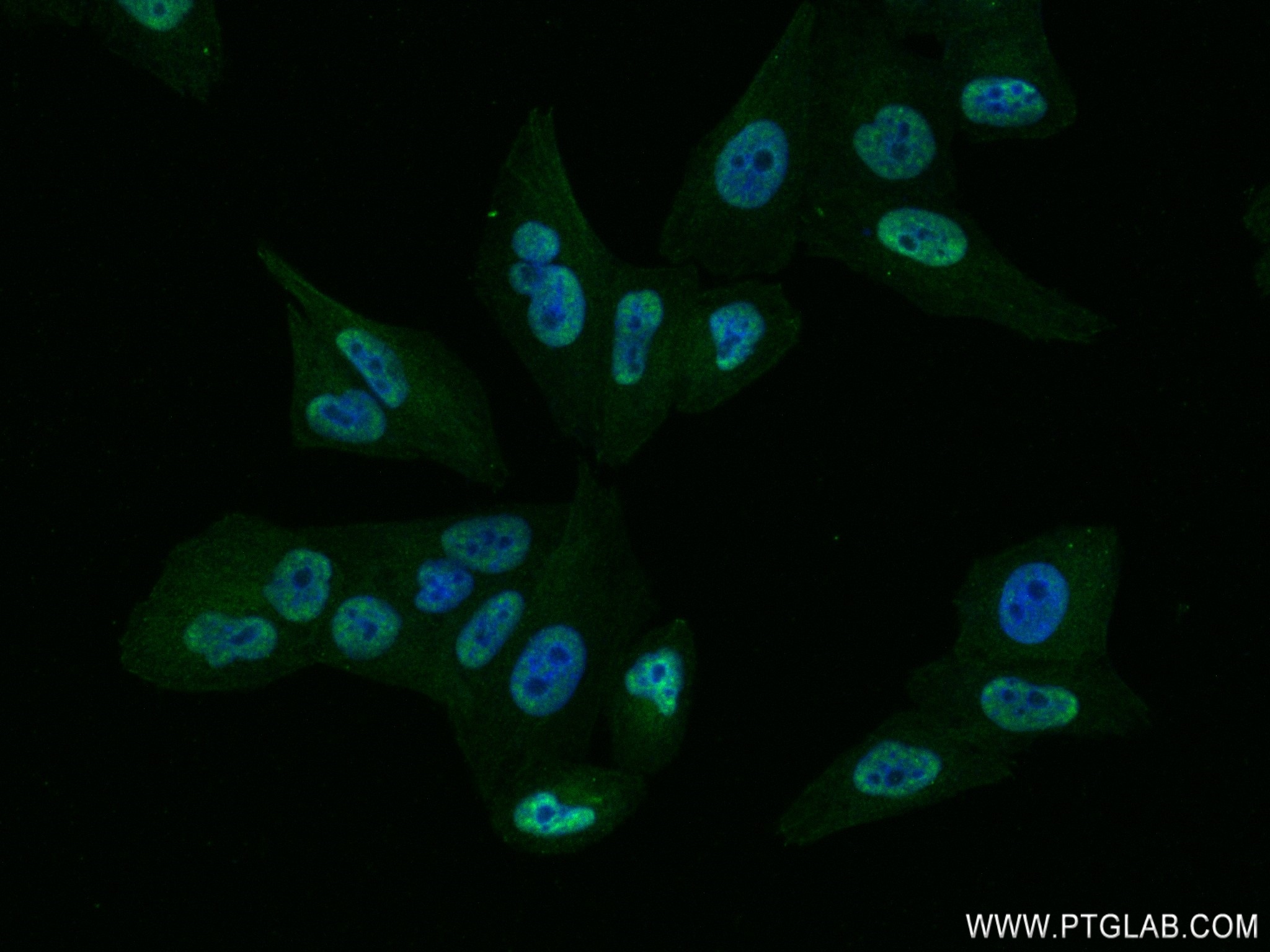 IF Staining of HepG2 using 83083-4-RR