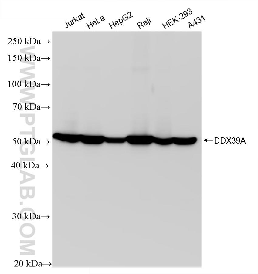 WB analysis using 83083-4-RR