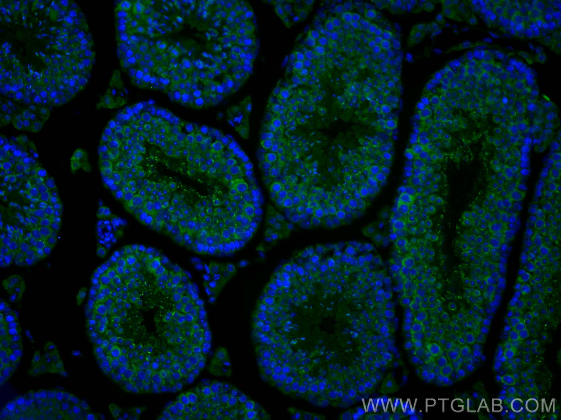 IF Staining of mouse testis using 67147-2-Ig (same clone as 67147-2-PBS)