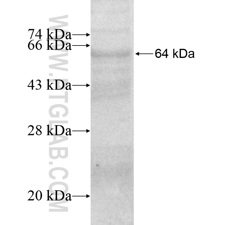DDX4,VASA fusion protein Ag11647 SDS-PAGE