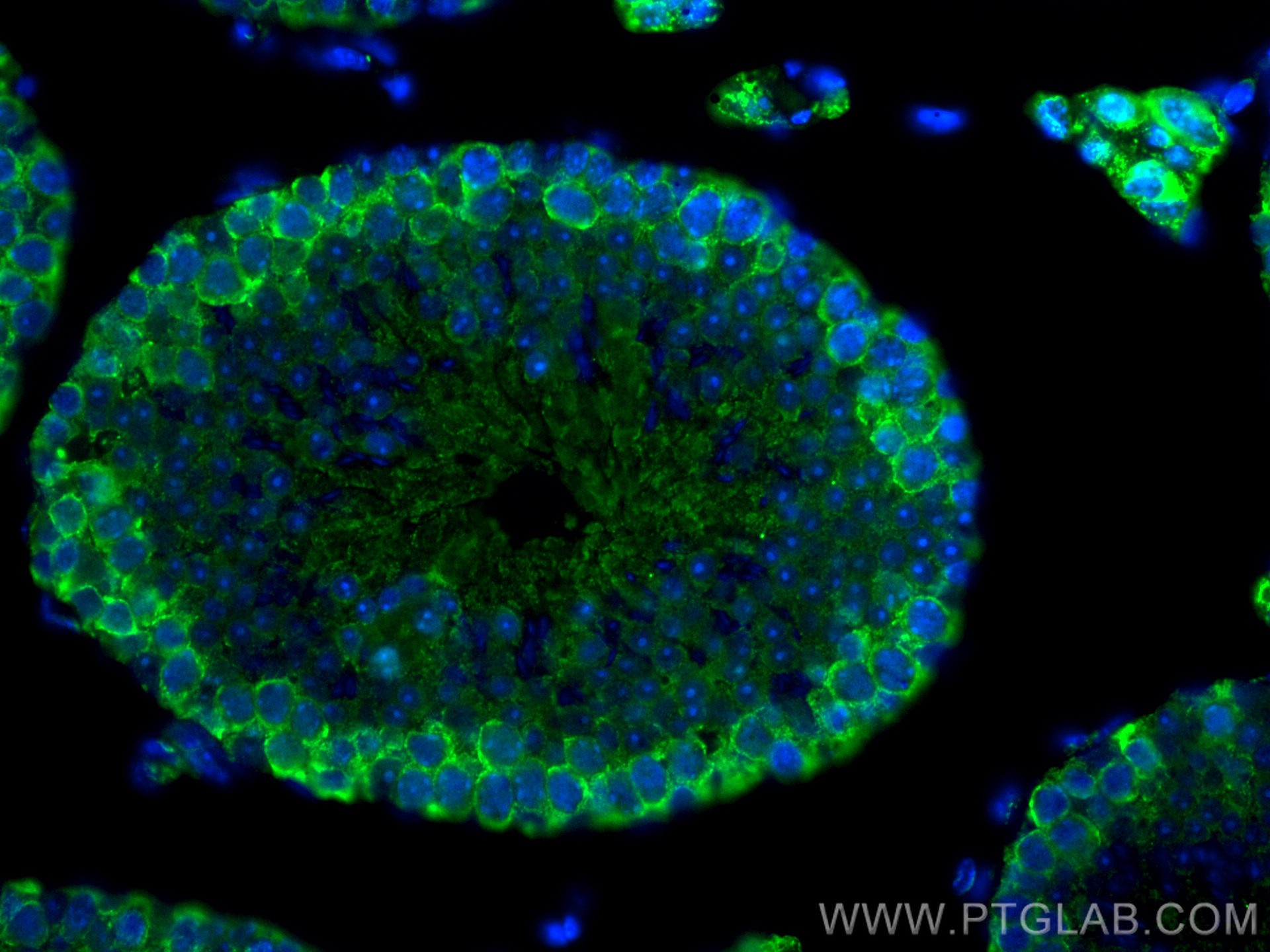 IF Staining of mouse testis using CL488-67147