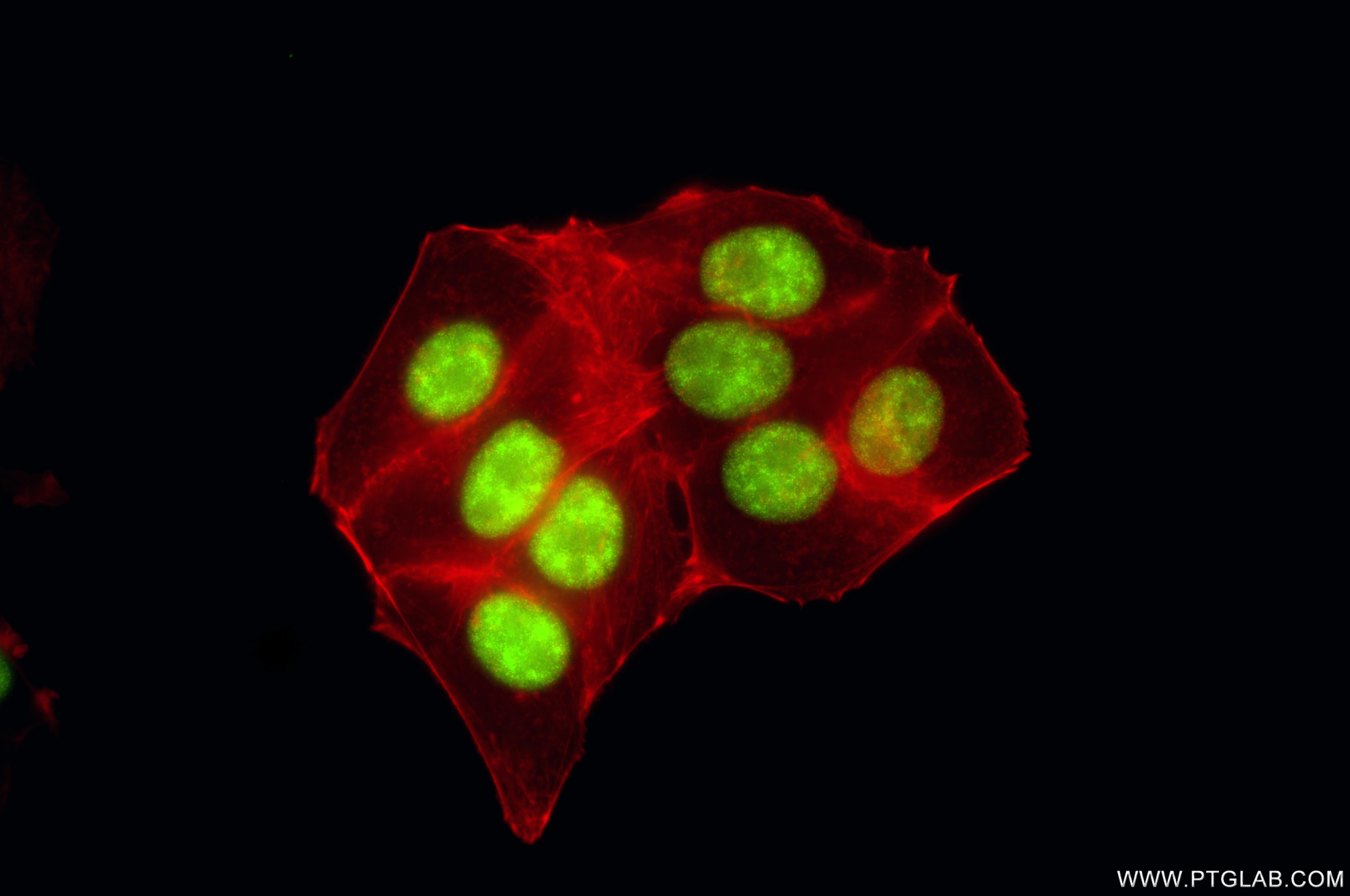 Immunofluorescent analysis of (4% PFA) fixed MCF-7 cells using DDX41 antibody (<a class='green' href='/productredirect?CatalogNo=86894-1-RR' target='_blank'>86894-1-RR</a>, Clone: 252011G10 ) at dilution of 1:1000 and CoraLite®488-Conjugated Goat Anti-Rabbit IgG(H+L) (<a class='green' href='/productredirect?CatalogNo=SA00013-2' target='_blank'>SA00013-2</a>), CL594-Phalloidin (red). This data was developed using the same antibody clone with 86894-1-PBS in a different storage buffer formulation. IF Staining of MCF-7 using 86894-1-RR (same clone as 86894-1-PBS)