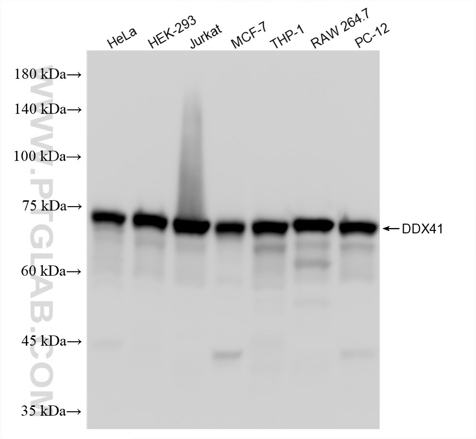 Various lysates were subjected to SDS PAGE followed by western blot with <a class='green' href='/productredirect?CatalogNo=86894-1-RR' target='_blank'>86894-1-RR</a> (DDX41 antibody) at dilution of 1:5000 incubated at room temperature for 1.5 hours. This data was developed using the same antibody clone with 86894-1-PBS in a different storage buffer formulation. WB analysis using 86894-1-RR (same clone as 86894-1-PBS)