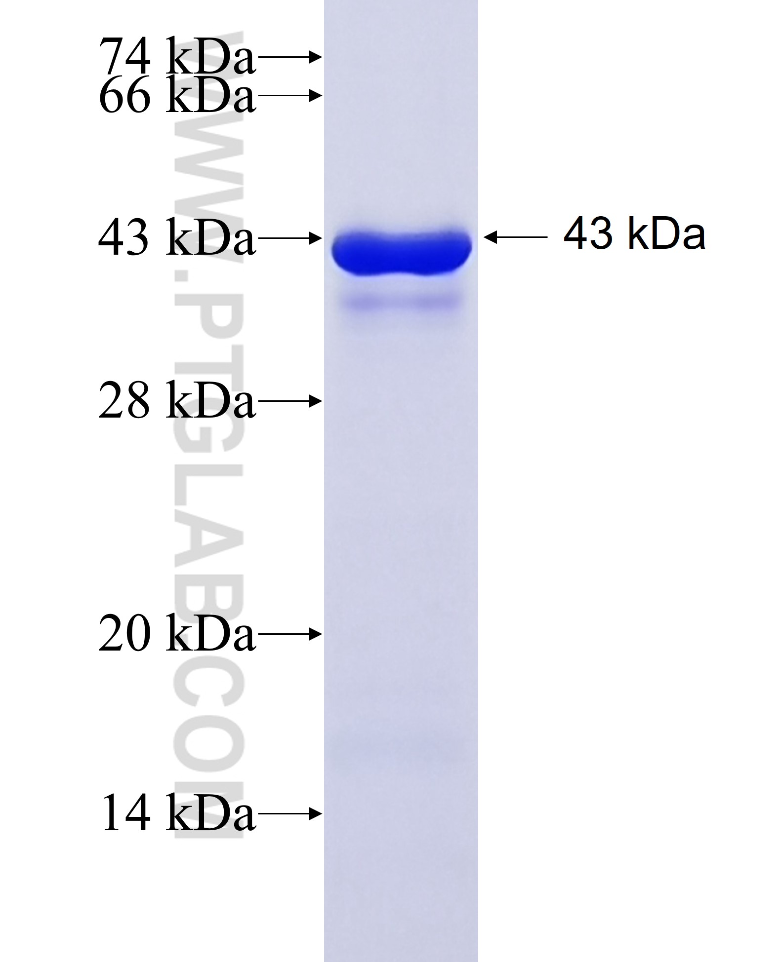 DDX42 fusion protein Ag34786 SDS-PAGE