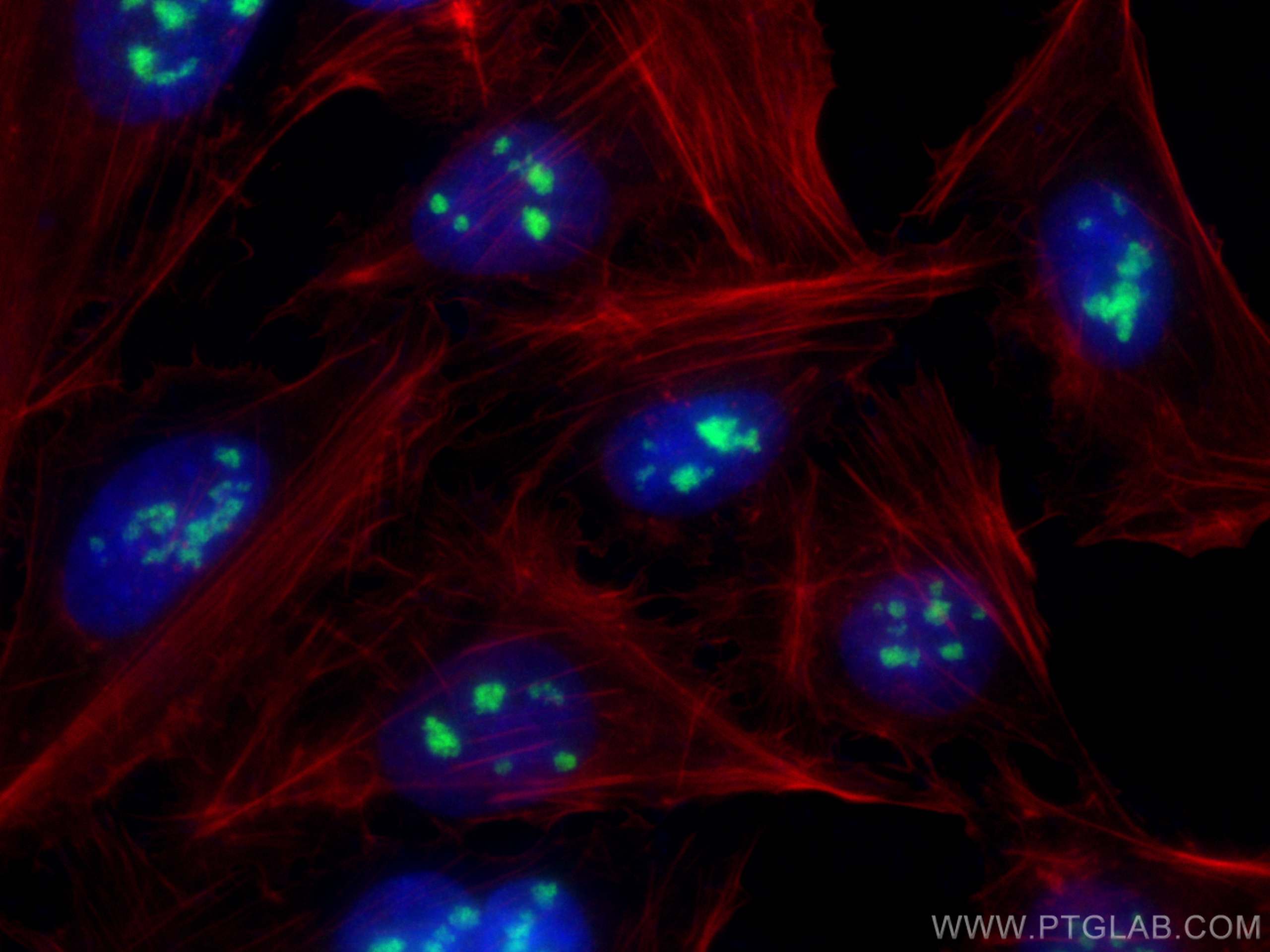 IF Staining of U2OS using 17795-1-AP