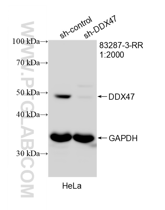 WB analysis of HeLa using 83287-3-RR WB analysis of HeLa using 83287-3-RR