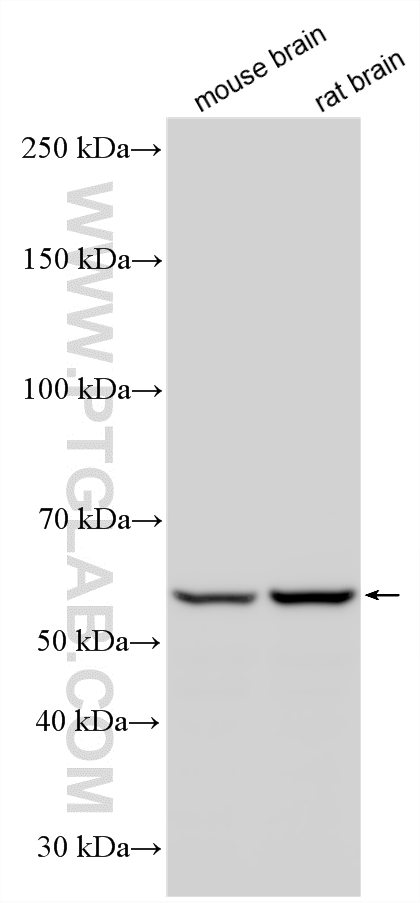 WB analysis using 20523-1-AP (same clone as 20523-1-PBS)