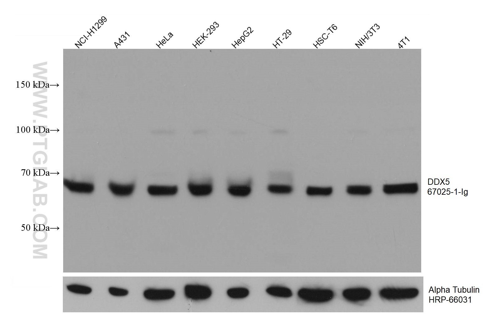 WB analysis using 67025-1-Ig