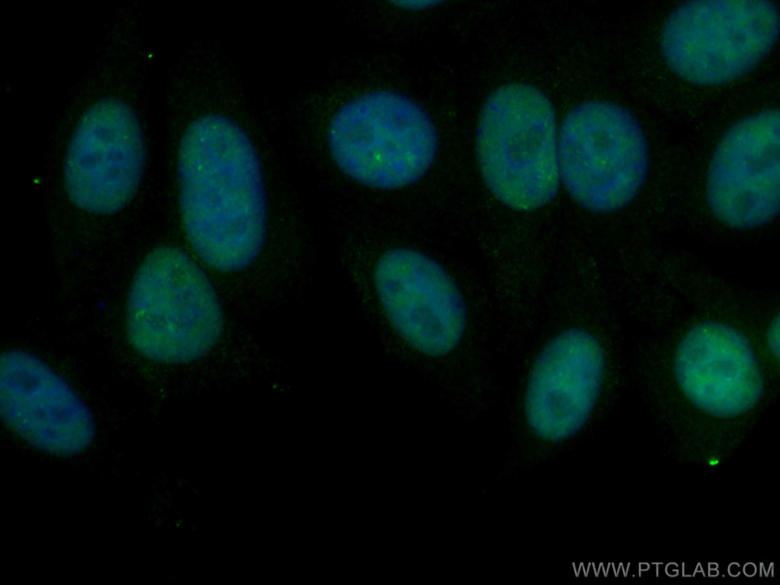 IF Staining of HepG2 using CL488-67025