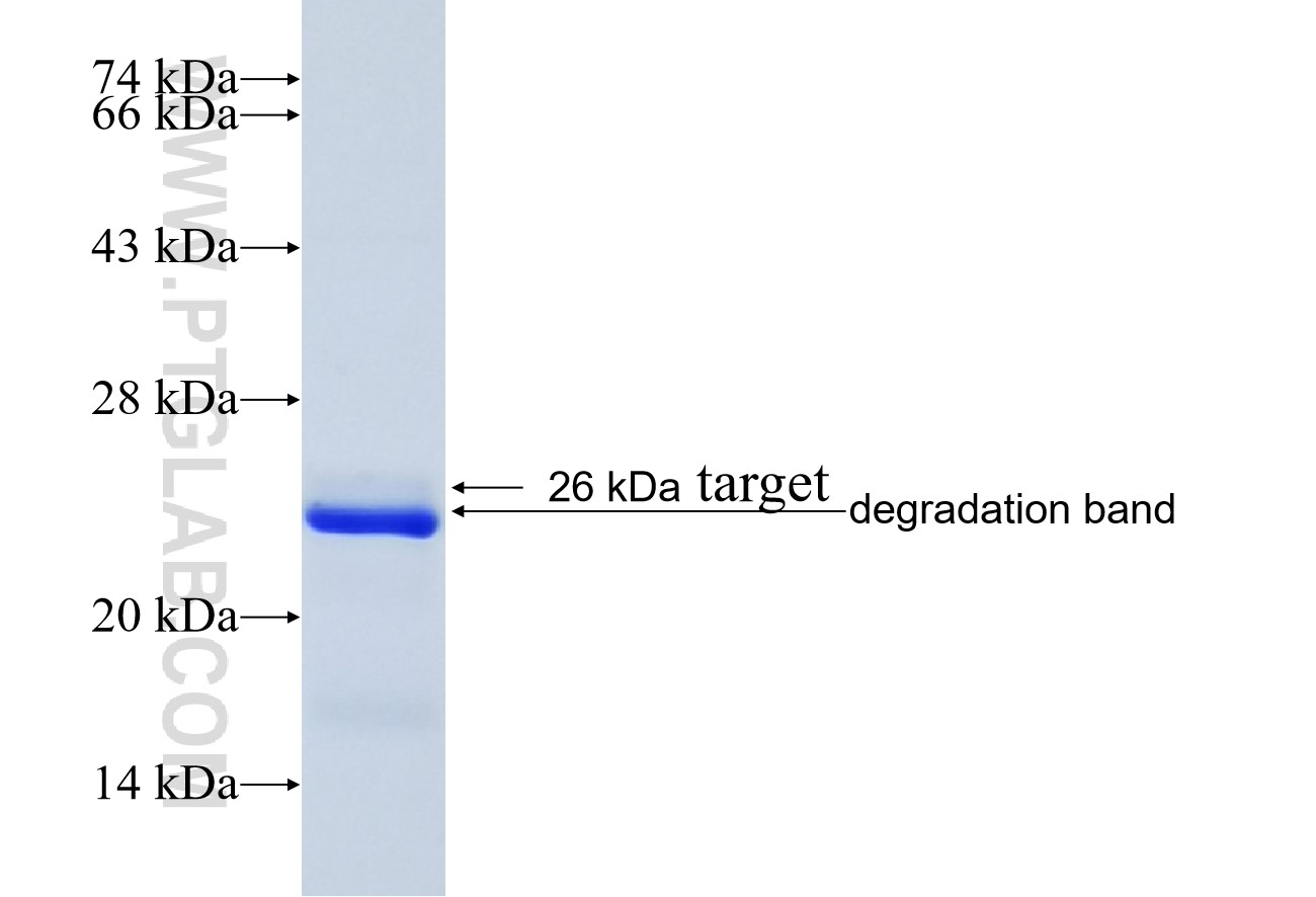 DDX5 fusion protein Ag24821 SDS-PAGE