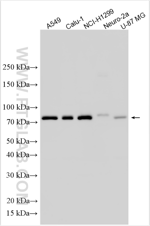 WB analysis using 32948-1-AP