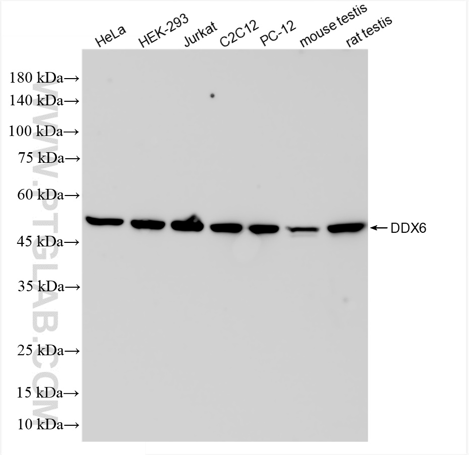 WB analysis using 85686-1-RR (same clone as 85686-1-PBS)