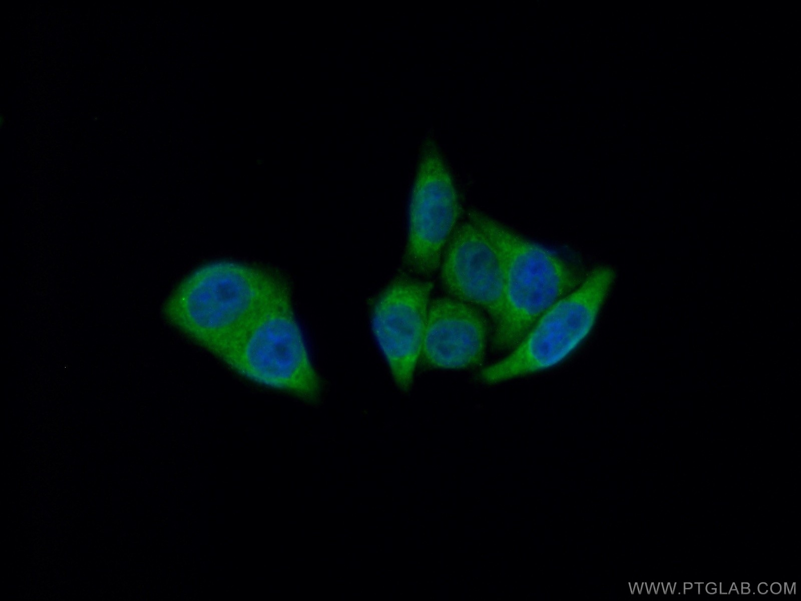 IF Staining of HepG2 using 18057-1-AP