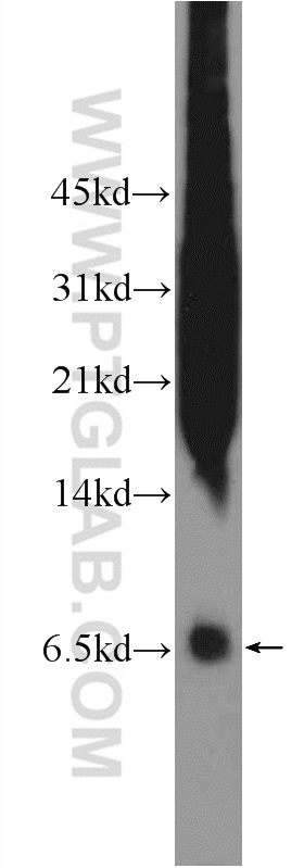 WB analysis of HepG2 using 18057-1-AP