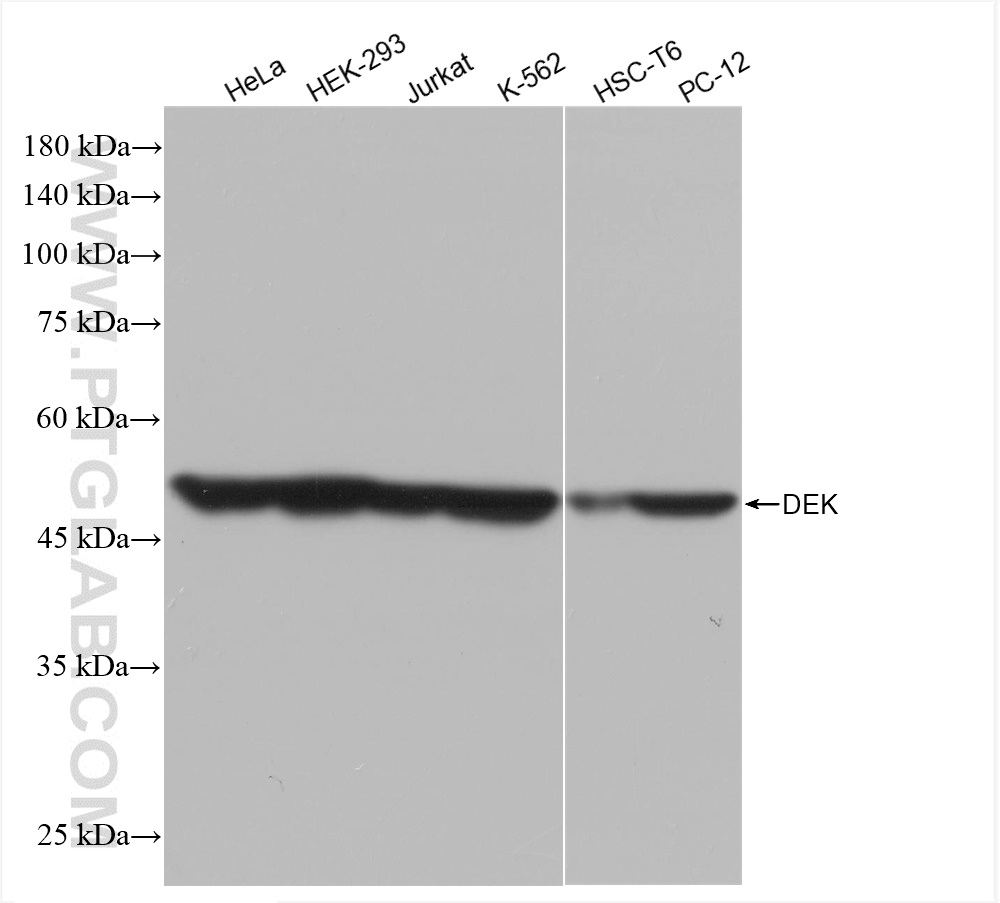 WB analysis using 82880-1-RR