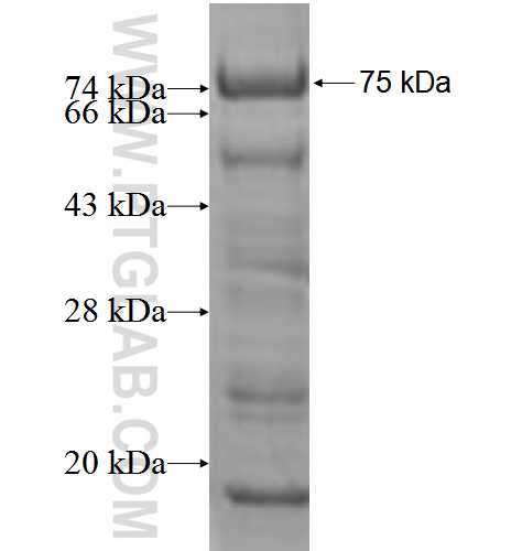 DEK fusion protein Ag3900 SDS-PAGE DEK fusion protein Ag3900 SDS-PAGE