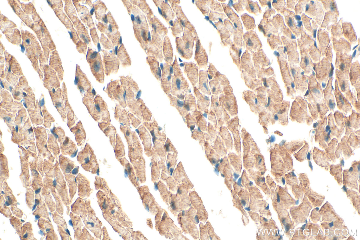 IHC staining of mouse heart using 25991-1-AP