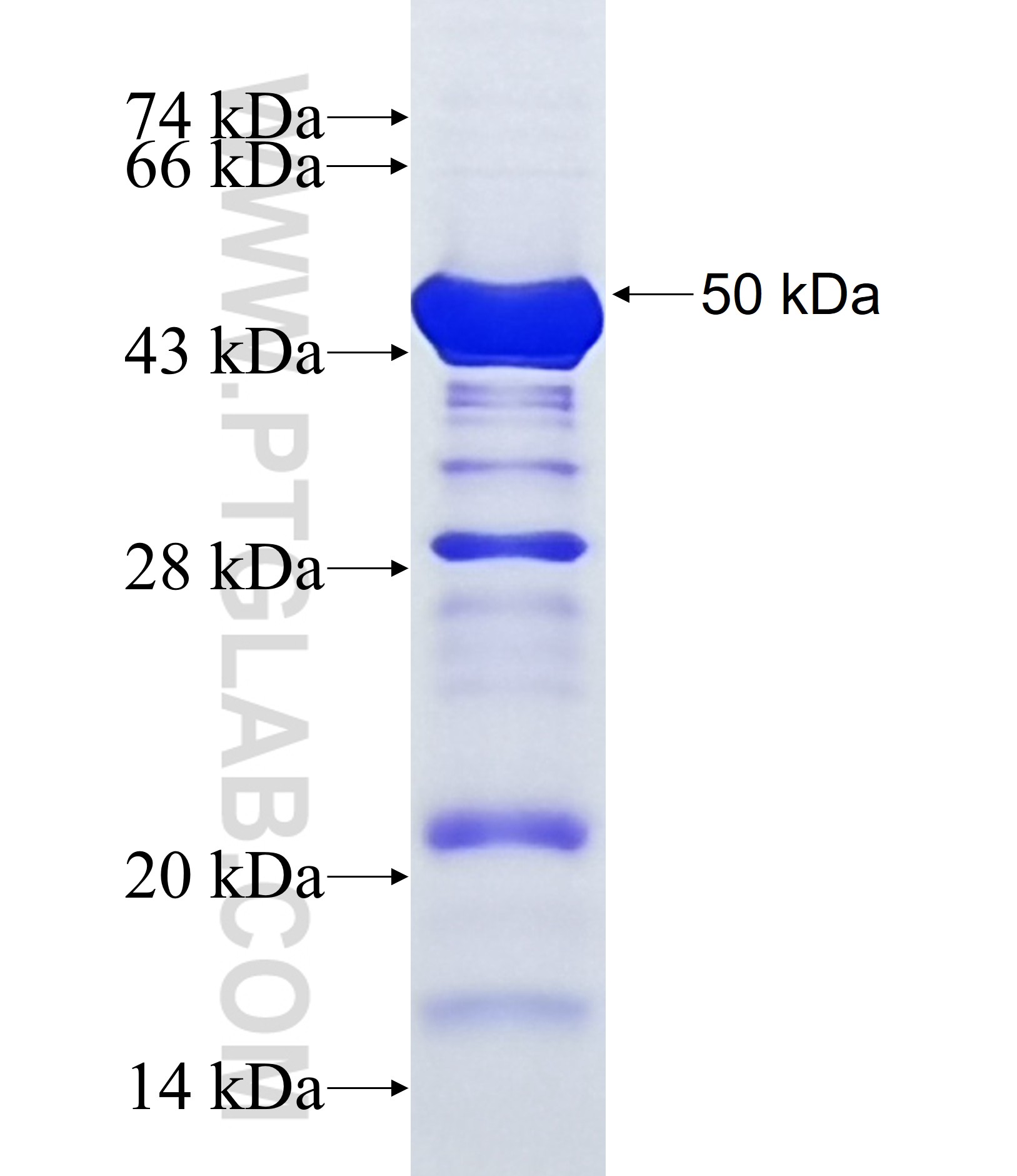 DENND1B fusion protein Ag36958 SDS-PAGE
