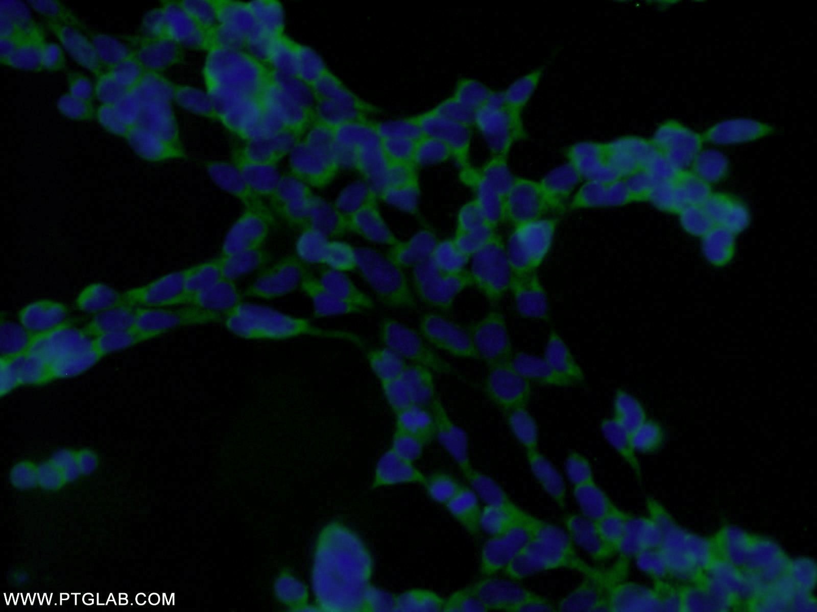 IF Staining of HEK-293 using 10656-1-AP