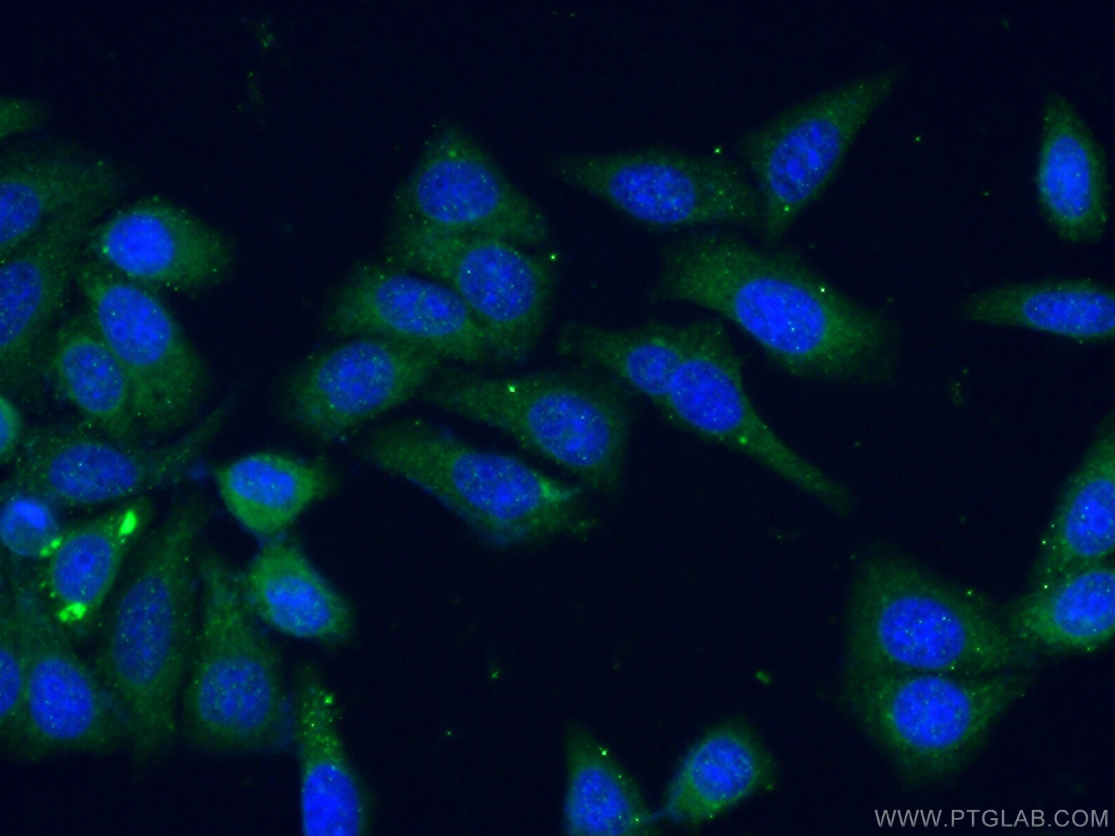 IF Staining of HepG2 using 26517-1-AP