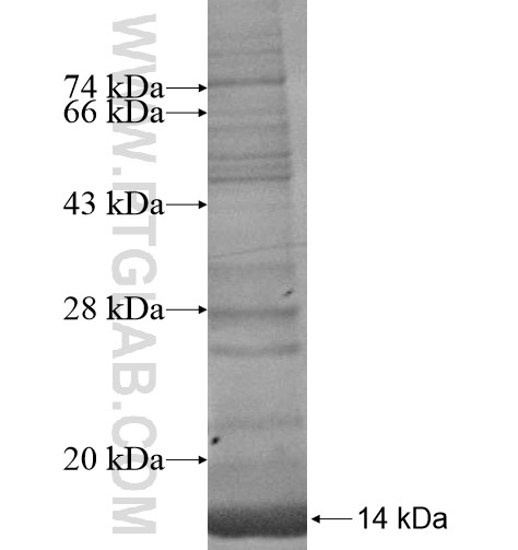 DERL2 fusion protein Ag14811 SDS-PAGE