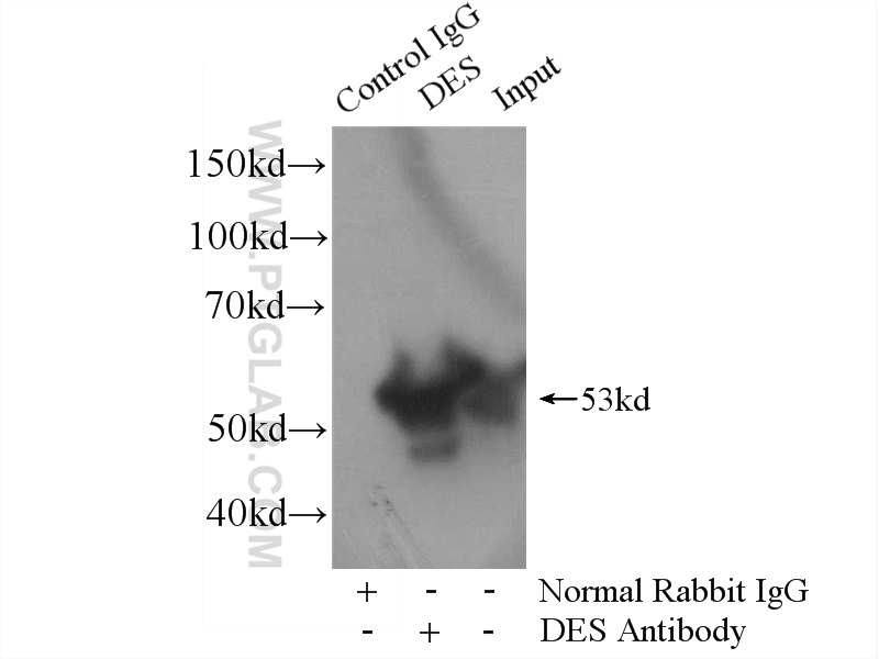 IP experiment of mouse heart using 16520-1-AP